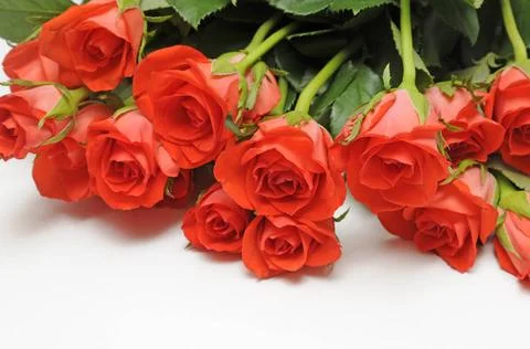  Rosen rose, rosen, rot, liebe, geburtstag, hochzeit, hochzeitstag, valent... Stock Photos