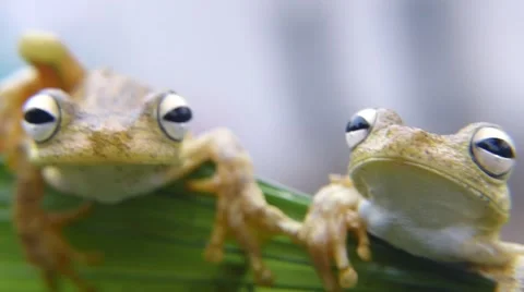 The Rosenberg's Gladiator-Frog Stock Footage 44484469
