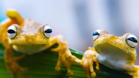 The Rosenberg's Gladiator-Frog Stock Footage 51852971