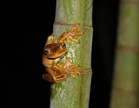 Rosenberg's Tree Frog Stock Photos
