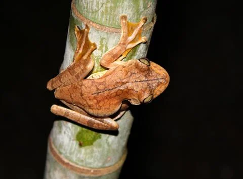 Rosenberg's Tree Frog Stock-Fotos