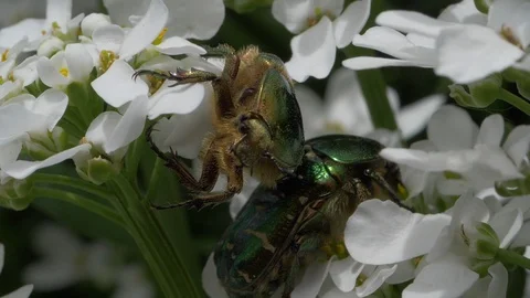 Rosenkäfer 스톡 동영상 107815000