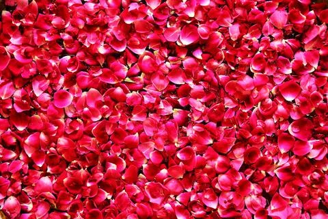 Rosepetals Stock Photos
