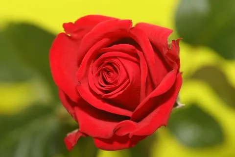 Rosered Stock Photos