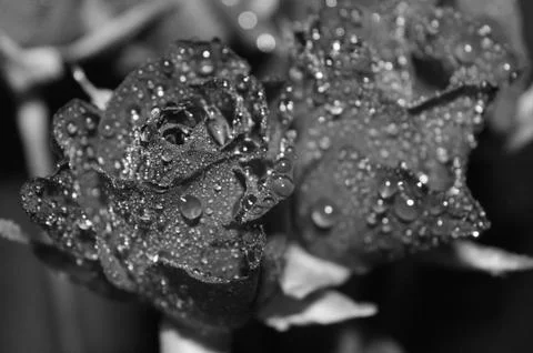 Roses 006 Stock Photos