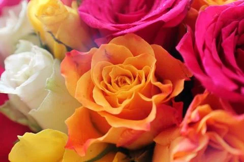 Roses 1 Stock Photos