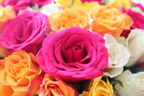 Roses 2 Stock Photos