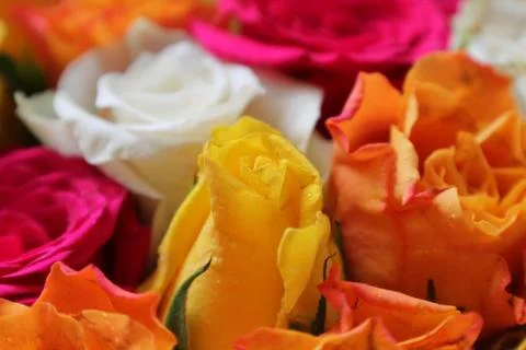 Roses 3 Stock Photos