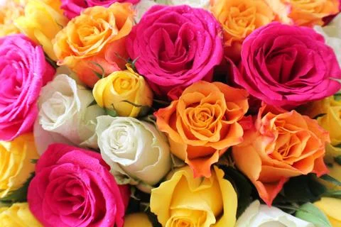Roses 4 Stock Photos