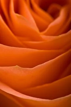Roses abstract Stock Photos