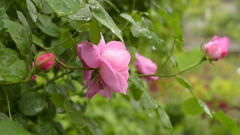 Roses after the rain Stock Footage 76001949