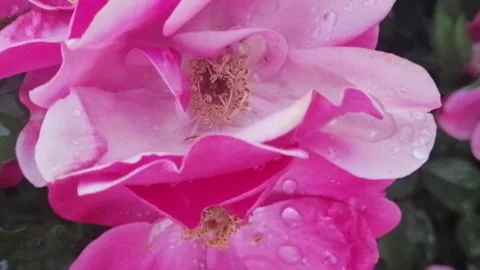 Roses after rain Stock Footage 133042805