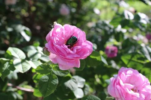 Roses and beetle Stock Photos