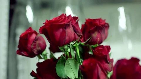 Roses and candles Vidéo 77053756