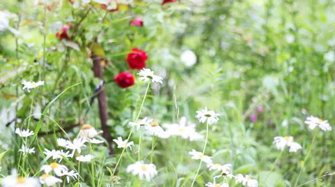 Roses and daisies Stock Footage 27525335
