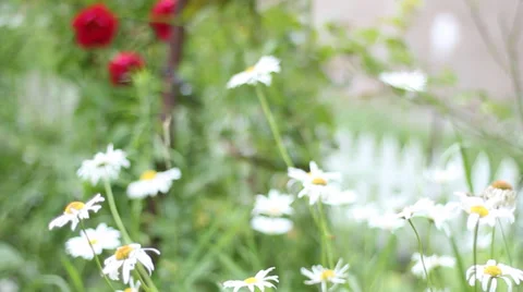 Roses and daisies Stockbeeldmateriaal 34056766