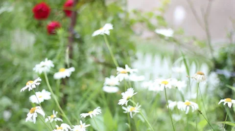 Roses and daisies Stock Footage 36112261