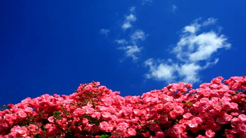 Roses and Flowing Clouds Vídeo Stock 330312357