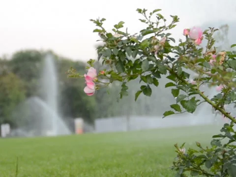 Roses and polyrolls. Related clips are in my portfolio in 1920x1080. Vídeos de archivo 45883657