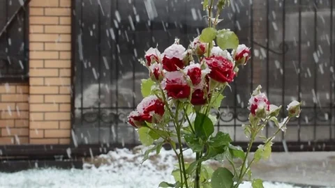 Roses and snow falling Video stock 75386896