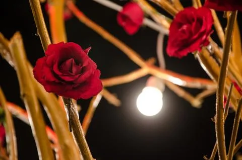 Roses and stems Stock Photos