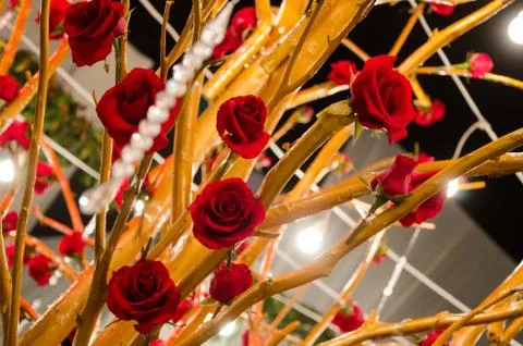 Roses and stems Stock Photos