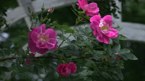 Roses with and without trellis Stock Footage 32167469