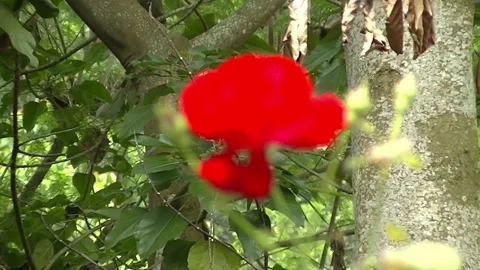Roses Are Blooming Video stock 204055725