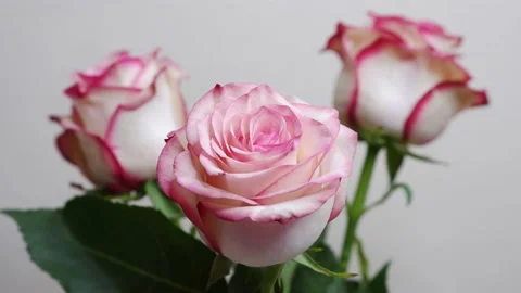Roses are moving on a beige background. 4k. Stock Footage 166103367