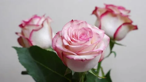 Roses are moving on a beige background. 4k. Stock Footage 166316892