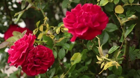 Roses are red Stock Footage 82968406