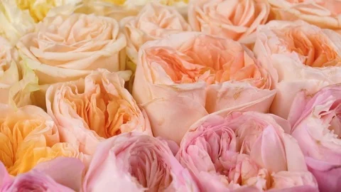 Roses background, close-up view Stock Footage 84051063