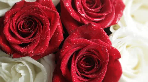 Roses background 스톡 동영상 24807143