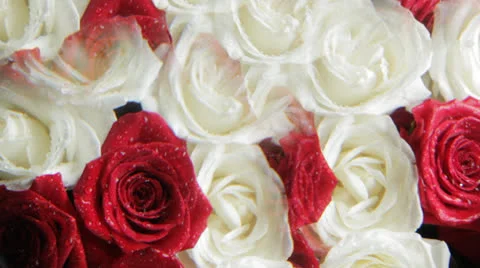 Roses background Видео 24807159