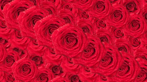 Roses background. Stock Footage 24998673