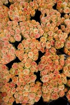 Roses background Stock Photos