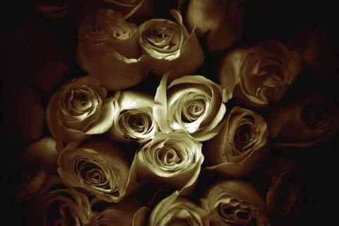 Roses background Stock Photos