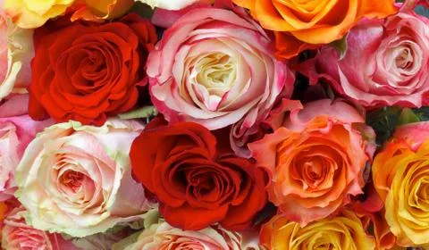 Roses Background Stock Photos