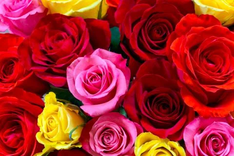 Roses background Stock Photos