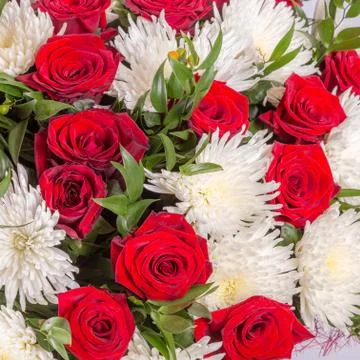 Roses background. Stock Photos