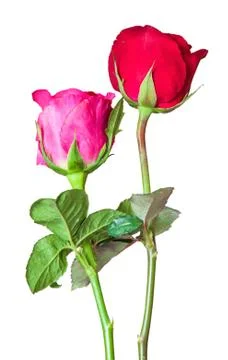 Roses on background Stock Photos