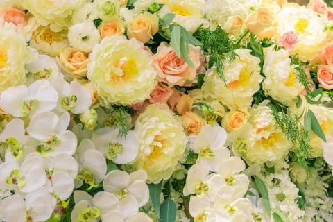 Roses as a background Stock Photos