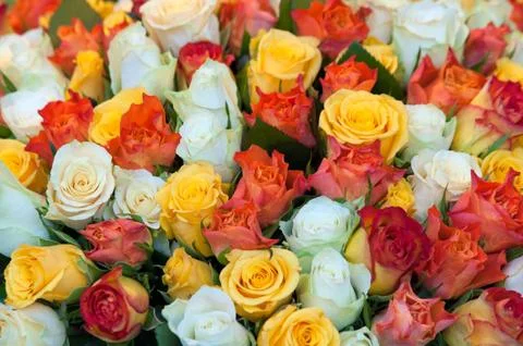 Roses background Stock Photos