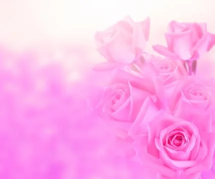 Roses Background Stock Photos