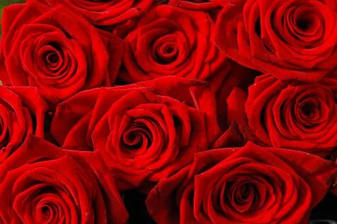 Roses background Foto stock