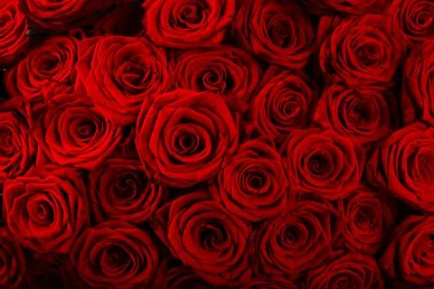 Roses background Foto stock