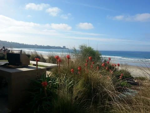 Roses on the Beach Photos