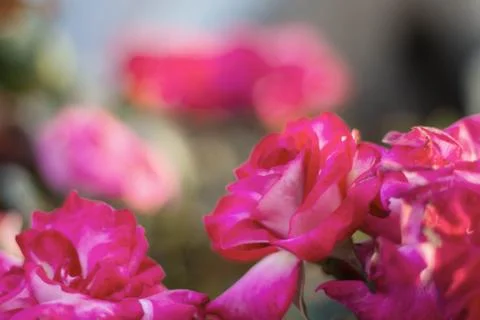 Roses with beautiful. Stock Photos