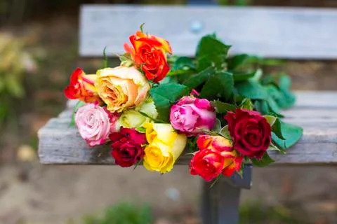 Roses on a bench Stock Photos