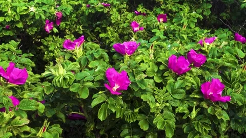 Roses on bird islands Stock Footage 310940244